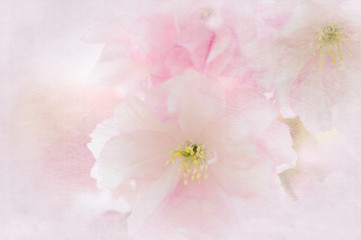 Fototapeta na wymiar Blüten der Japanischen Kirsche als Hintergrund