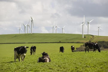 Fototapeten Cows graze in front of wind turbines in Cornwall, UK. © marcel
