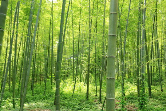 竹林
