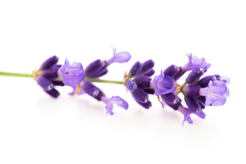 Fototapeta na wymiar Lavender flowers on the white background