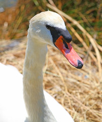 elegant Swan female with very long necks and beaks