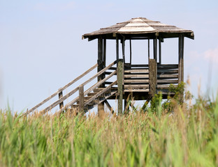 hut for bird watching and bird life in the midst of the reeds in