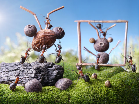 ants sculptors, ant tales