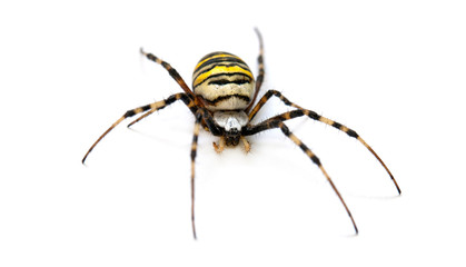 spider isolated