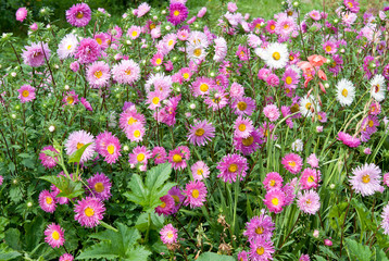 Fototapeta premium summer flowers