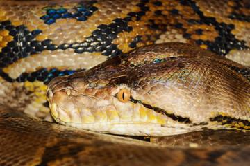 Python