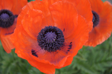 Papaver orientale red flower