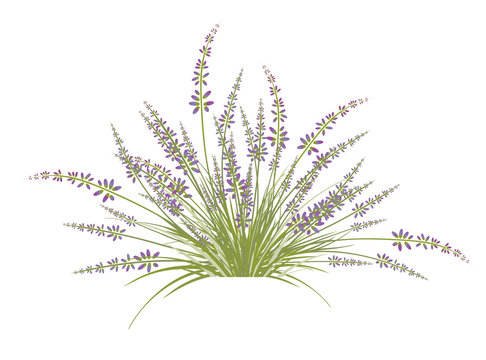 Lavender Flower Bush
