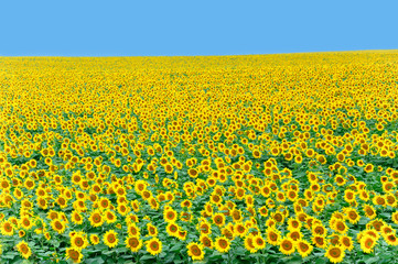 Fototapeta premium Field of beautiful yellow sunflower and blue sky
