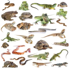 Foto op Canvas reptile and amphibian © cynoclub