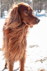 Irish Setter.