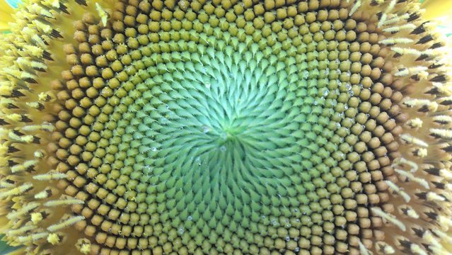 cuore di girasole