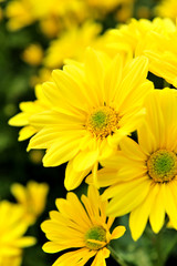 yellow flower