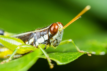 Differential Grasshopper