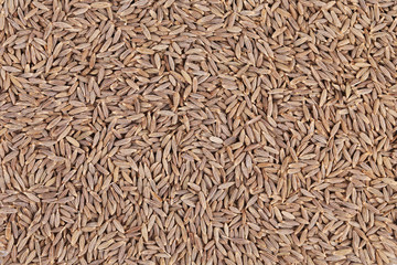 Close up of cumin seeds. Macro.