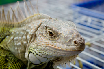 bearded dragons in front