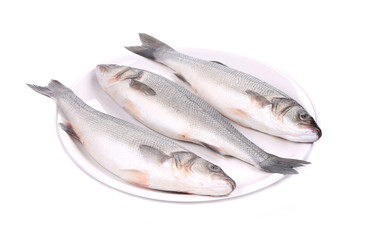 Three fresh seabass fish on plate.