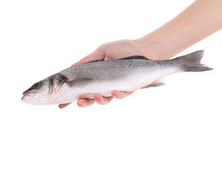 Close up of hand holding fresh seabass fish.