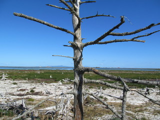 野付半島のトドワラ