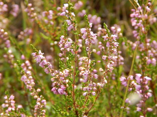 rosa Heidekraut