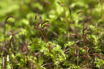 Green moss macro