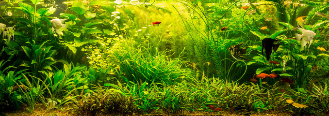 Ttropical freshwater aquarium with fishes © Sergii Figurnyi