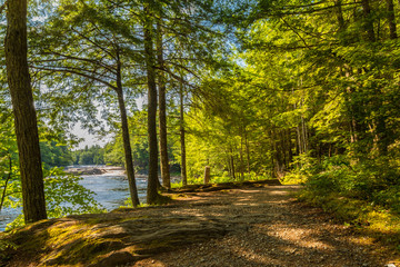 Forest Trail