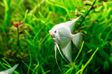 Tropical fish PTEROPHYLLUM SCALARE