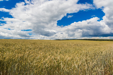 A wheat field, fresh crop of wheat