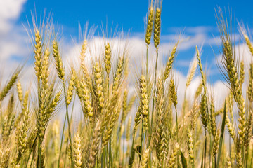 Obraz premium A wheat field, fresh crop of wheat
