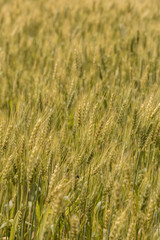 A wheat field, fresh crop of wheat