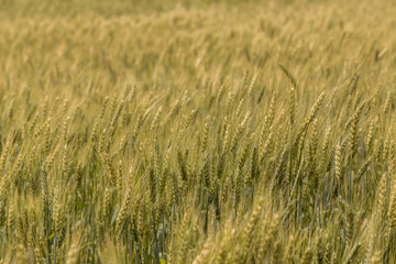 A wheat field, fresh crop of wheat