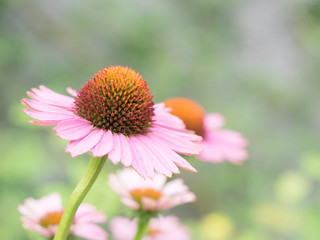 ハーブの紫馬簾菊
