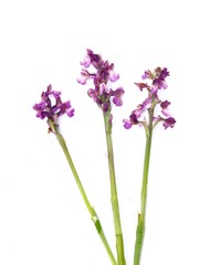 Naklejka premium Green-winged Orchid (Orchis Morio)