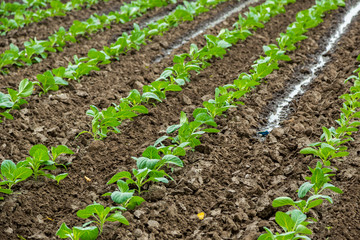 Cabbage field