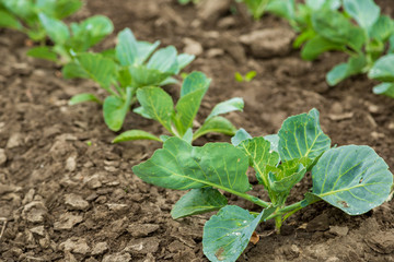 Cabbage field
