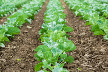 Cabbage field