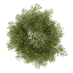 top view of poplar tree isolated on white background