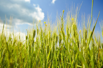 Obraz premium Green wheat on blue sky background