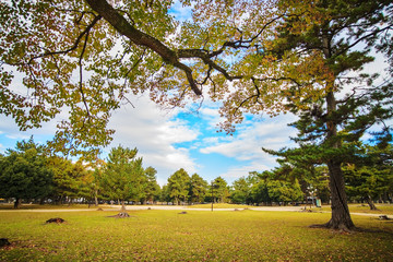 Nara Park at fall, Japan