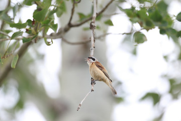 Chinese Penduline Tit (Remiz consobrinus) nesting in North China