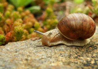 Snail on stone