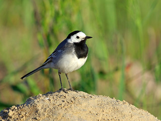 Obraz premium White Wagtail