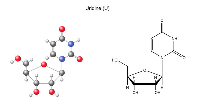 Structural chemical formula and model of uridine