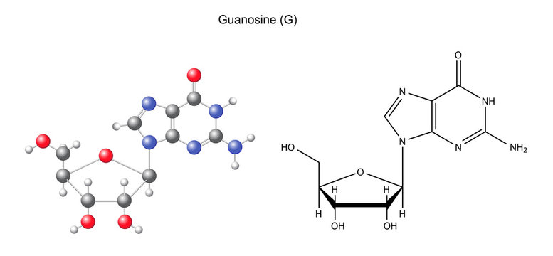 Structural chemical formula and model of guanosine