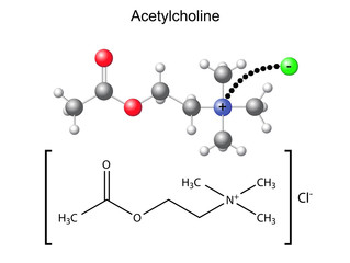 Structural chemical formula and model of acetylcholine