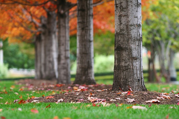 Autumn tree trunks with colorful leaves