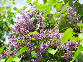 Fototapeta na wymiar Beautiful lilac flowers with leaves