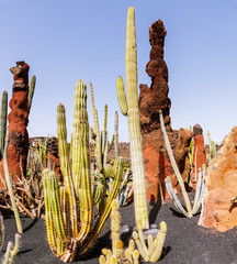 Cactus on Lanzarote, Canary islands, Spain