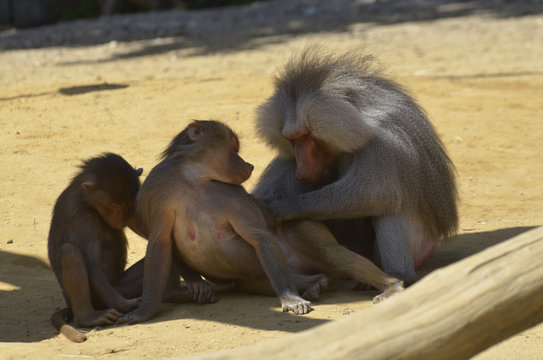 mich laust der Affe........